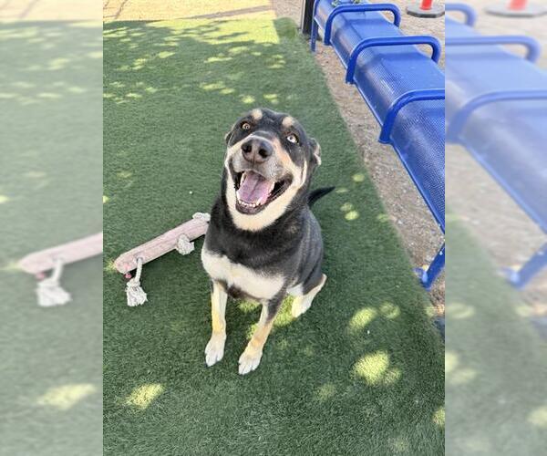Medium Photo #3 German Shepherd Dog-Unknown Mix Puppy For Sale in HESPERIA, CA, USA