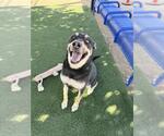 Small #2 German Shepherd Dog Mix