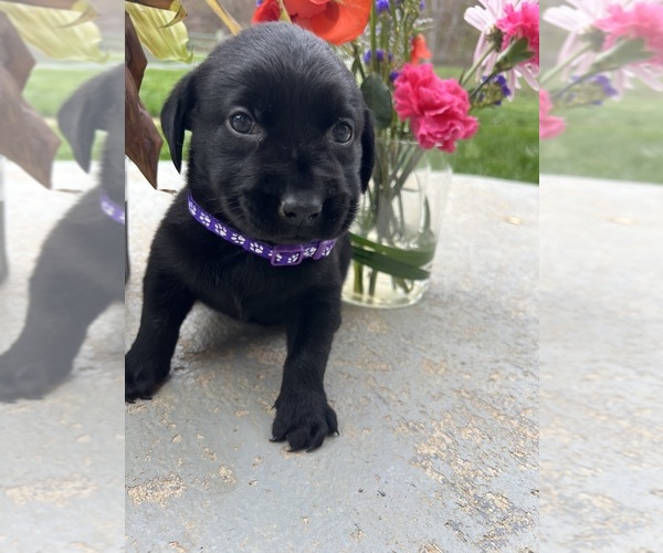 Medium Photo #2 Labrador Retriever Puppy For Sale in NEOLA, WV, USA