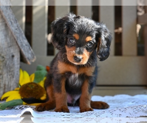 Medium Photo #4 Cavapoo Puppy For Sale in MILLERSBURG, OH, USA