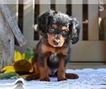 Small Photo #4 Cavapoo Puppy For Sale in MILLERSBURG, OH, USA