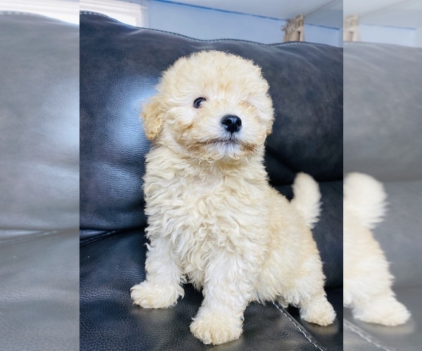 Medium Photo #9 Maltipoo Puppy For Sale in SAN BERNARDINO, CA, USA