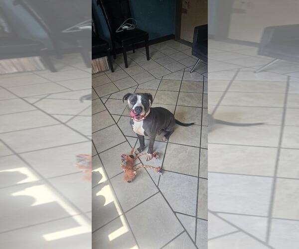 Medium Photo #3 American Pit Bull Terrier Puppy For Sale in DuQuoin, IL, USA