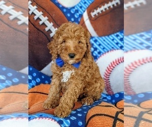 Poodle (Standard) Puppy for sale in KIRKWOOD, PA, USA