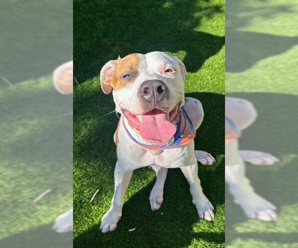 Medium Photo #2 American Pit Bull Terrier Puppy For Sale in Miami, FL, USA