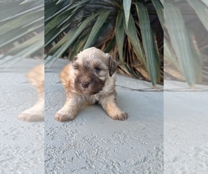 Schnauzer (Miniature) Puppy for sale in LAFAYETTE, LA, USA