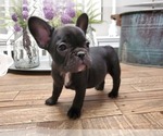 Small Photo #8 French Bulldog Puppy For Sale in WENTZVILLE, MO, USA