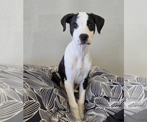 Medium Photo #9 American Staffordshire Terrier-Unknown Mix Puppy For Sale in Lakewood, CO, USA