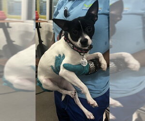 French Bullhuahua Dogs for adoption in Forestville, MD, USA