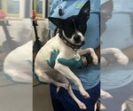 Small French Bullhuahua