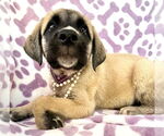 Small #5 Mutt