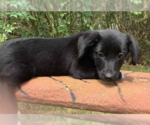Small Pembroke Welsh Corgi Mix