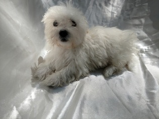 Mother of the Maltese puppies born on 12/29/2018