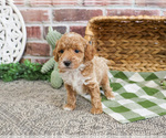 Image preview for Ad Listing. Nickname: Riggs