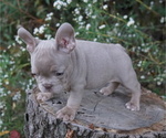 Small Photo #3 French Bulldog Puppy For Sale in WHEATFIELD, IN, USA