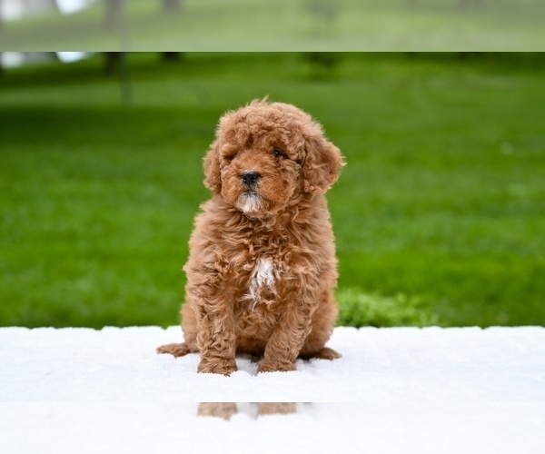 Medium Photo #4 Goldendoodle (Miniature) Puppy For Sale in MILLERSBURG, OH, USA