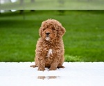 Small #3 Goldendoodle (Miniature)