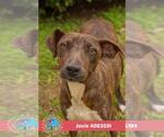 JOVIE - Female Mutt Dog for Adoption - Small photo