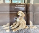 Puppy 8 Goldendoodle (Miniature)