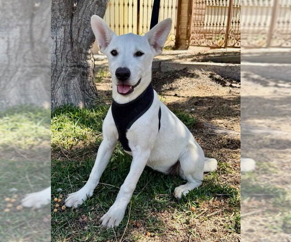 Medium Photo #2 Black Mouth Cur-Labrador Retriever Mix Puppy For Sale in San Diego, CA, USA