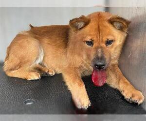 Chow Chow-Unknown Mix Dogs for adoption in San Antonio, TX, USA