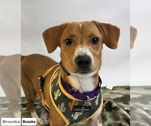 Medium Photo #1 Jack-A-Bee Puppy For Sale in Princeton, MN, USA