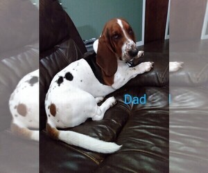 Father of the Basset Hound puppies born on 03/17/2026