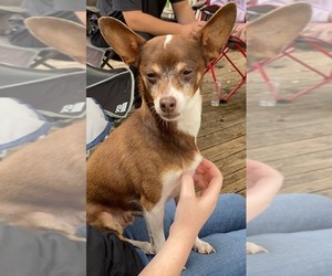 Chihuahua-Unknown Mix Dogs for adoption in Ridgefield, CT, USA