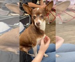 Small Chihuahua Mix