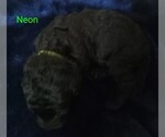 Puppy Neon Goldendoodle