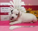 Puppy Viper Jack Russell Terrier