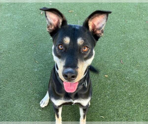 Medium Photo #2 Mutt Puppy For Sale in Martinez, CA, USA