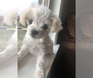 Maltese Puppy for sale in HARVEST, AL, USA