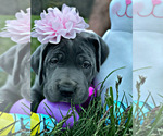 Small Photo #29 Great Dane Puppy For Sale in PINNACLE, NC, USA