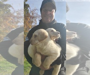 Father of the Labrador Retriever puppies born on 10/03/2021