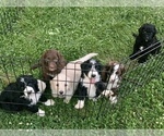 Small Photo #2 Sheepadoodle Puppy For Sale in BURLINGTON, KY, USA