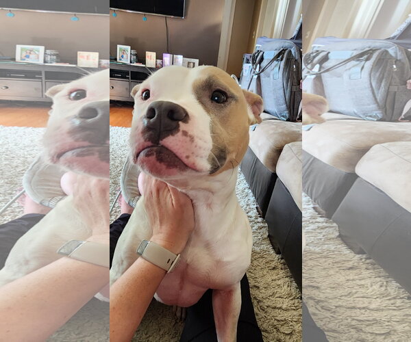 Medium Photo #2 American Pit Bull Terrier-Unknown Mix Puppy For Sale in Shillington, PA, USA