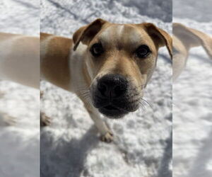 Mutt Dogs for adoption in Elmsford, NY, USA