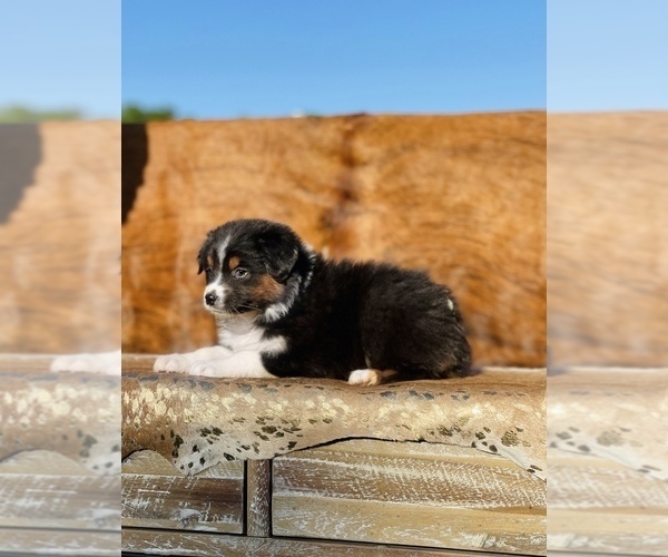 Medium Photo #12 Australian Shepherd Puppy For Sale in WESLEY CHAPEL, FL, USA