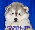 Small #4 Siberian Husky
