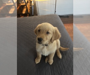 Medium Golden Retriever