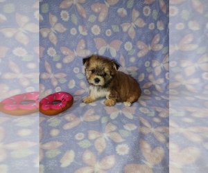 Yorkshire Terrier Puppy for Sale in LAPEER, Michigan USA