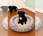 Small #3 Australian Shepherd Mix