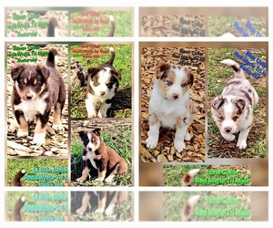 Border Collie Litter for sale in BYBEE, TN, USA