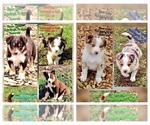 Image preview for Ad Listing. Nickname: Litter of 8