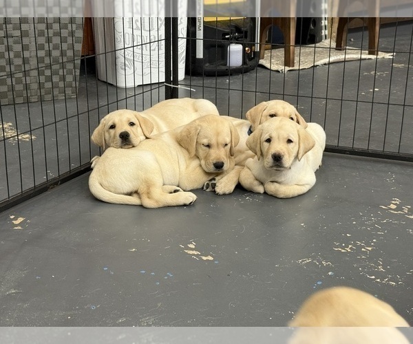 Medium Photo #2 Labrador Retriever Puppy For Sale in MIAMI, FL, USA