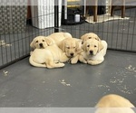 Small Photo #2 Labrador Retriever Puppy For Sale in MIAMI, FL, USA