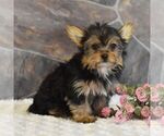 Small Photo #5 Yorkshire Terrier Puppy For Sale in MILL HALL, PA, USA