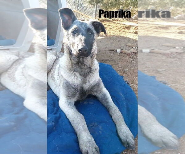 Medium Photo #6 German Shepherd Dog-Unknown Mix Puppy For Sale in Apple Valley, CA, USA