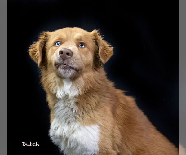 Medium Photo #4 Australian Retriever Puppy For Sale in Hot Springs Village, AR, USA